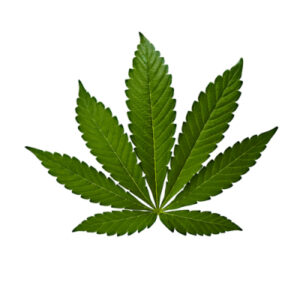 cannabis-indica-blad-400x400